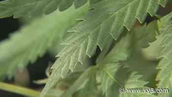 Missouri Dept. of Health and Senior Services issues medical marijuana facility licenses for Springfield, Sunrise Beach locations - KYTV