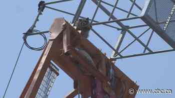 Daring raccoon scales Toronto crane high above city core