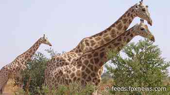 Six French tourists, two others, killed in ambush at African giraffe reserve
