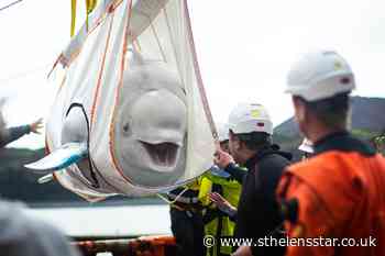 Two beluga whales move step closer to open water home - St Helens Star