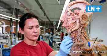 Wo die Plastinate herkommen – Besuch bei den „Körperwelten“-Machern in Guben - Lübecker Nachrichten