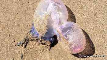 Girl, 7, stung by Portuguese man-of-war at Lawrencetown Beach - CBC.ca