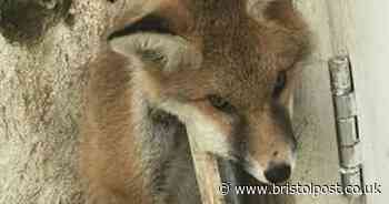 Almost 700 animals rescued in Bristol over in lockdown