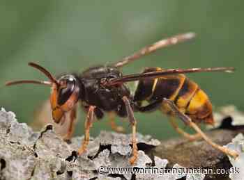 'Bee killer' Asian hornets in the UK: What to do if you spot one