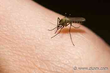 Low risk of West Nile virus in Saskatoon this summer - CKOM News Talk Sports