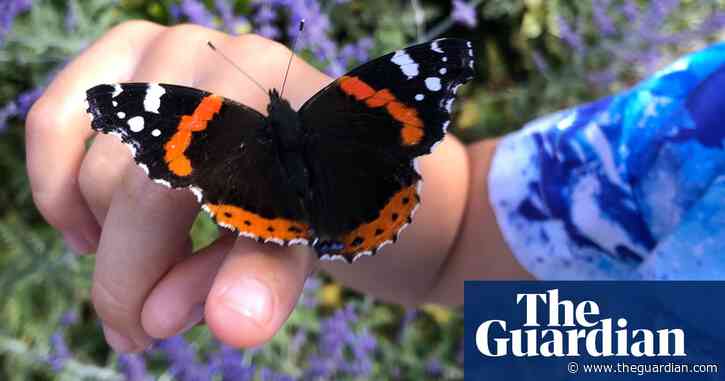 'It climbed on my son's finger': readers' photos from the Big Butterfly Count
