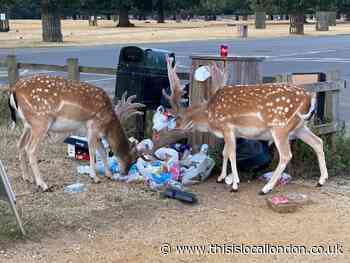 Footage of Richmond deer walking in litter sparks backlash