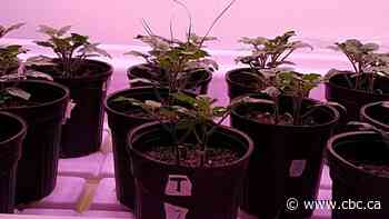 Nunavut greenhouse could teach scientists how to grow food in outer space