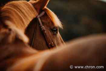 At least five horses have been possibly butchered for their meat in Pearland area, police say