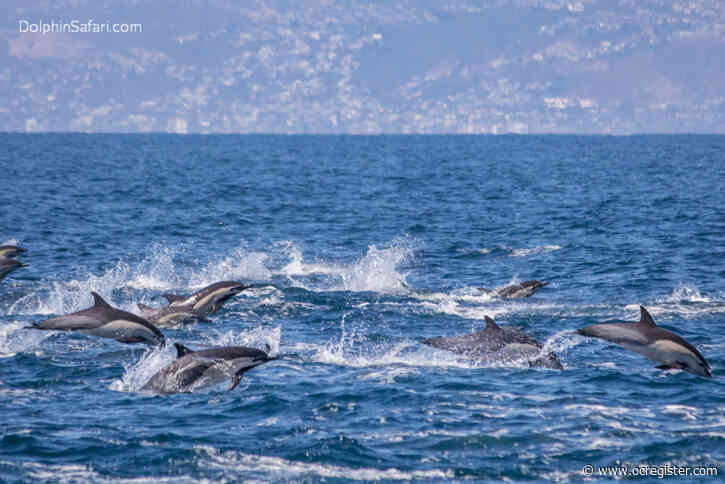 VIDEO: “Remarkable encounter” as 300 dolphins stampede off Dana Point