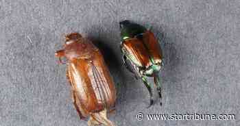 Beetle that destroys lawns found in Minnesota for first time