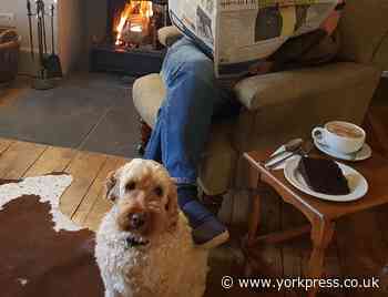Malton in top 5 most dog friendly places to staycation