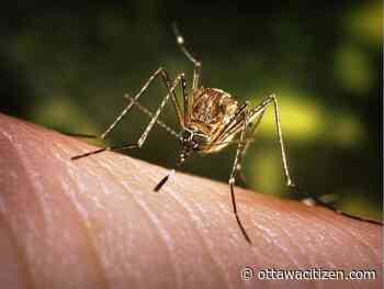 West Nile virus detected in mosquito testing in Ottawa