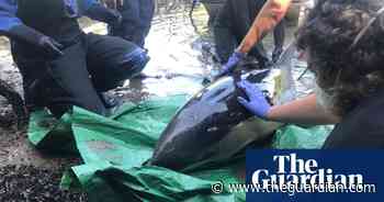 Stranded dolphin rescued in Cornwall after five-hour operation