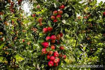 Dit is waarom de Elstar-appels in de winkel allemaal op zijn