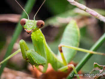 Smackdown: Enterprise monitoring vs TLS 1.3 and DoH