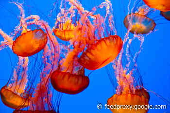 Congrats, Jellyfish, the Seas Are Yours! (Now, What Are You Going to Do with Them?)