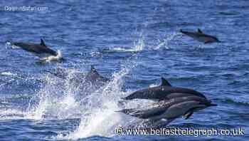 Dolphin stampede greets California whale watchers