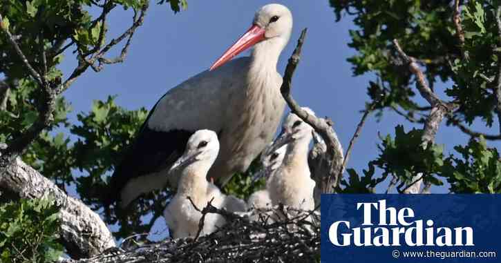 Birdwatch: white storks return to UK after 600-year absence