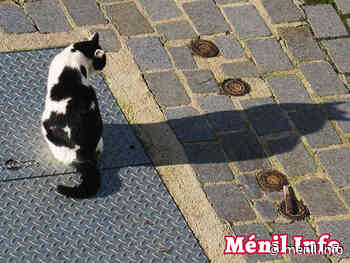 Gérard, le chat mascotte du Parc de Belleville - Vidéo - Ménil Info - Ménil Info - Ménilmontant
