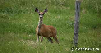 Keeping chronic wasting disease in mind as Saskatchewan hunting season approaches