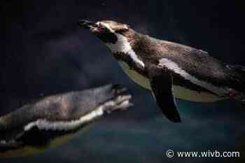 Putt-putt with a purpose: Aquarium of Niagara to host ‘Putting for Penguins’ fundraiser