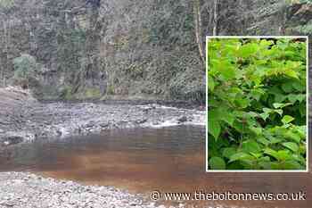 Japanese Knotweed spotted on the bank of Eagley Brook