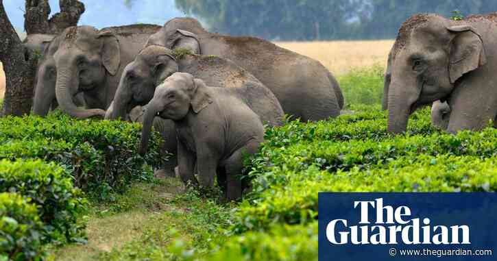 A taste of honey: how bees mend fences between farmers and elephants