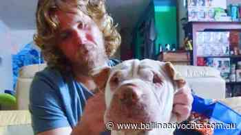 Generous stranger's massive reward to find missing dog - Ballina Shire Advocate