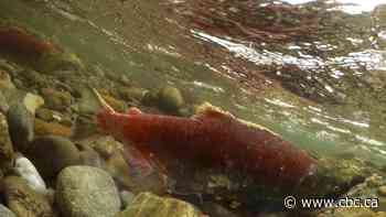 With record-low salmon returning this year to Fraser River, B.C. fishers face tough times