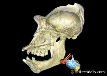 Evolutionary Investigation Across Species Reveals Primate Voice Boxes Are Evolving at Rapid Pace