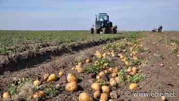 McCain to invest £25m to support sustainable farming