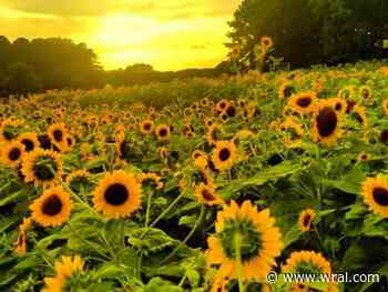 Just a few more days left to catch the blooms at Hill Ridge Farms' Sunflower Days
