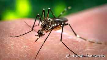 Ottawa mosquitoes test positive for West Nile virus - CTV News Ottawa
