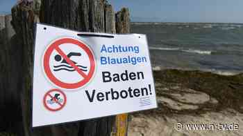 Blaualgen gefährden Badespaß: Algenteppiche wabern auf Ostsee-Küste zu