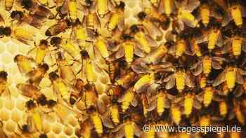 Umweltverschmutzung belastet auch Insekten: Dreckige Luft macht Bienen krank - Tagesspiegel