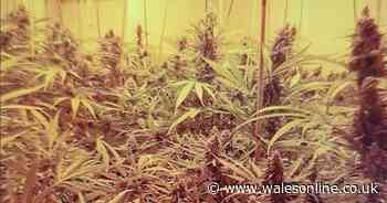 Cannabis factory with more than 700 plants discovered in Uplands home