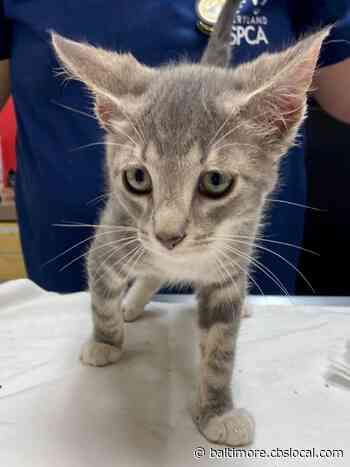 Amarillo The Cat Is Up For Adoption At The MDSPCA