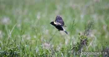 Threatened bird species ‘bobolink songbird’ thriving in Regina’s Wascana Centre