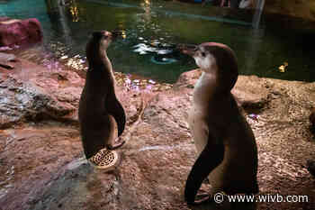 Aquarium of Niagara to host gender and name reveal for newest Humboldt penguins