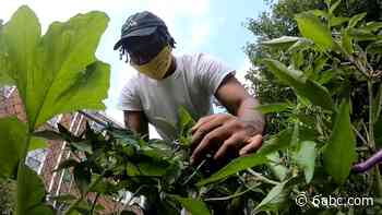 Philadelphia Boy Scout plants vegetables in West Oak Lane community garden for those in need during COVID-19 pandemic - WPVI-TV