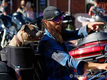 This is what it looks like in Sturgis, South Dakota, where hundreds of thousands of unmasked bikers are partying like the coronavirus isn't real