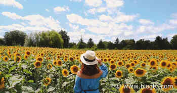 Sunflower farms are starting to reopen around Toronto - blogTO