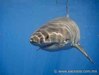 Cierre de Isla Guadalupe afecta investigación del tiburón blanco - Excélsior