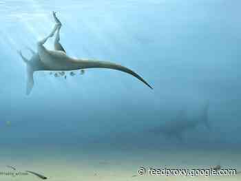T. Rex's 115-million-year-old British beach-bum cousin found     - CNET