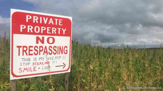 'It's not cannabis': Alta. farmer hopes to nip hemp stealing in the bud