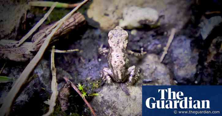 Country diary: tiny toads star in their own fast-forward evolution movie