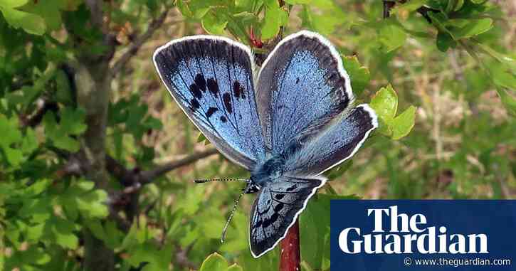 Large blue butterfly flutters in Cotswolds for first time in 150 years