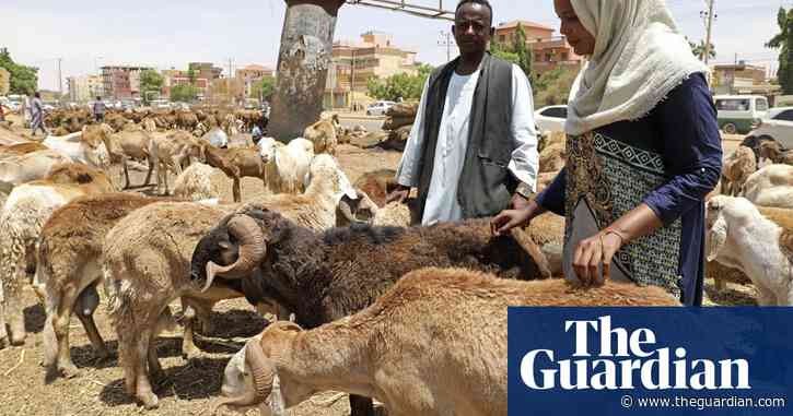 3,000 sheep die after live exports rejected by Saudi Arabia