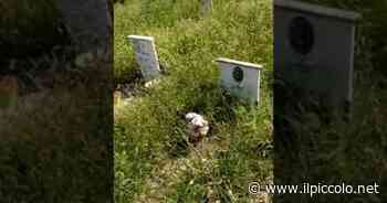 Il cimitero di Valle invaso dall'erba - Il Piccolo